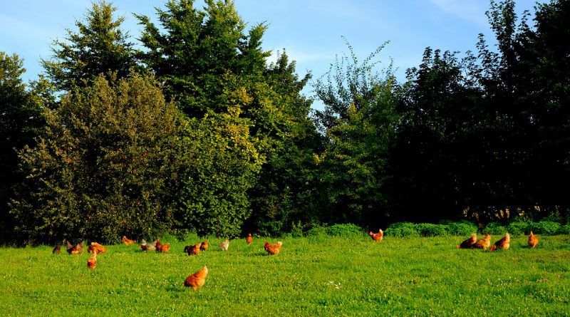 Maximizing Birds Potential under Stressful Conditions