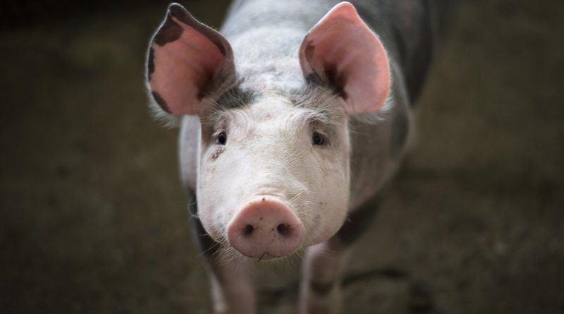 Disinfectants to Counter the African Swine Fever Outbreak in Asia