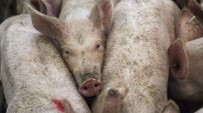 African Swine Fever – How to prevent it from harming your farm