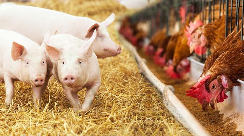 Enhance the Animal Performance with Acidifier Enhance the Animal Performance with Acidifier