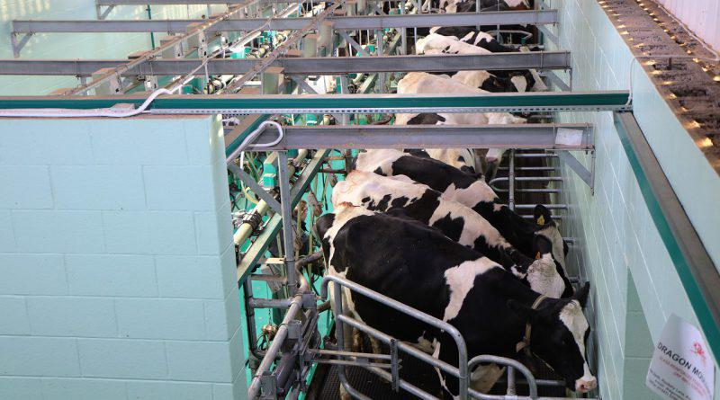 Treating Calving Periods’ Calcium Deficiency