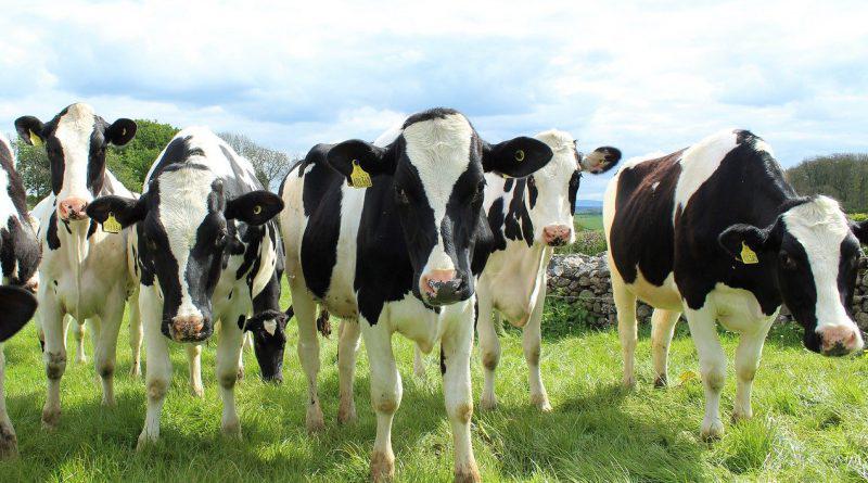 Milk Yield Improvement for Dairy Cow