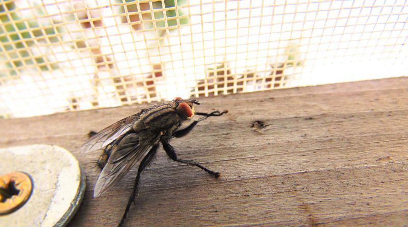 Housefly – Its Problem And Control Measure