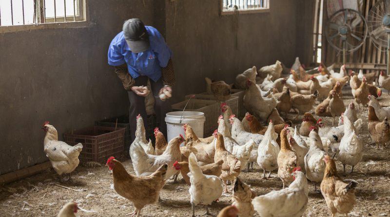 Valuable Key to Supervise Coccidiosis Outbreak in Poultry Houses