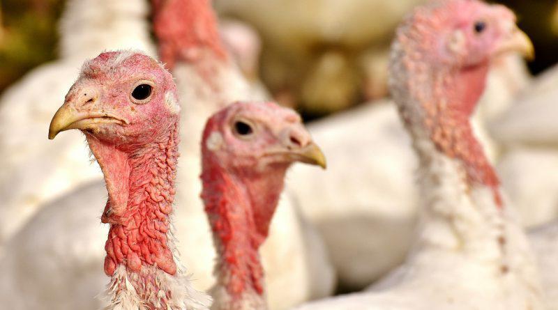 New Antibiotic Product for Avian Mycoplasmosis Management