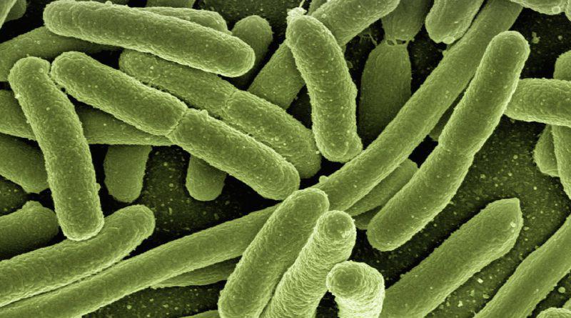 Innovative Synbiotic Solutions for Healthy Gut Microflora