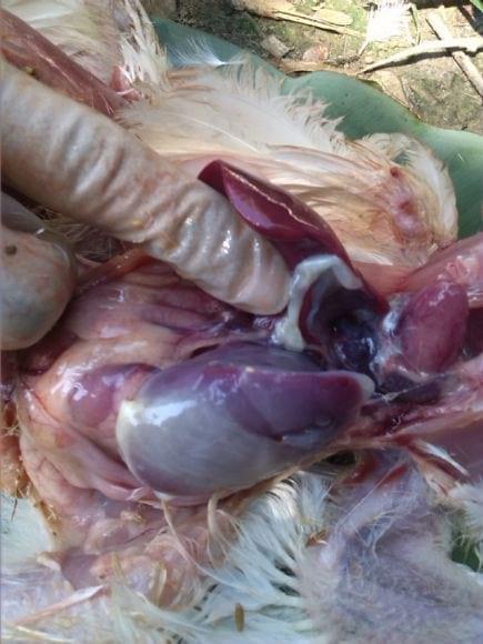 infected-parent-bird-with-mycoplasmosis