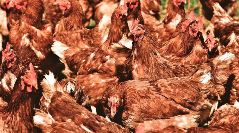 Avian Mycoplasmosis Management with Macrolide Antibiotics