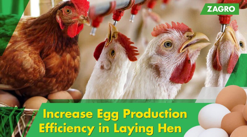 Increase Egg Production Efficiency in Laying Hen