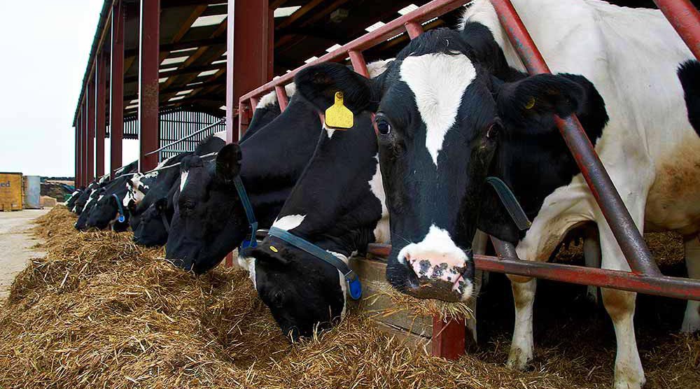 Dairy Cattle Nutrition