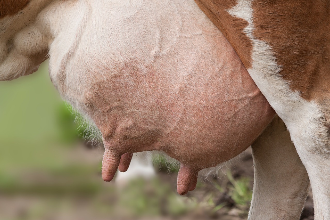 Dairy Cows’ Teat Disinfection and Mastitis Solution